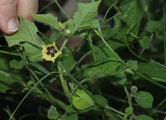 Physalis pubescens