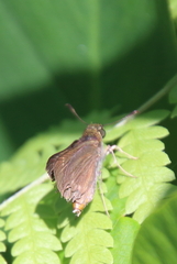 Euphyes vestris