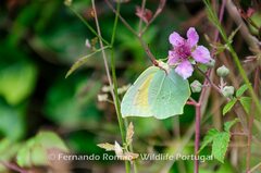 Gonepteryx cleopatra