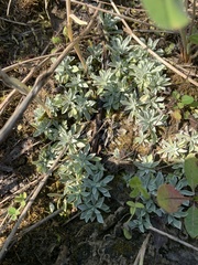 Antennaria parvifolia