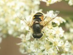 Eristalis hirta