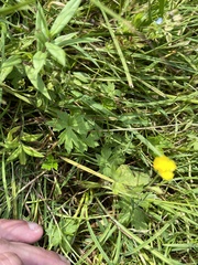 Ranunculus occidentalis