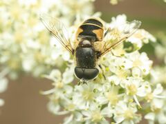 Eristalis hirta