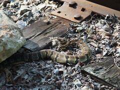 Crotalus horridus