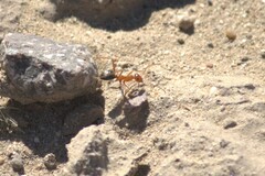 Endiodioctes