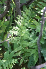 Athyrium filix-femina