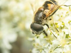 Eristalis hirta