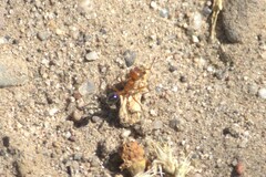 Pogonomyrmex californicus