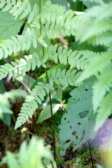 Athyrium filix-femina