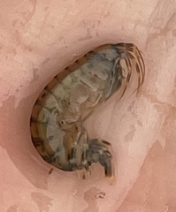 Gammarus