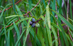 Persoonia longifolia