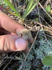Antennaria parvifolia