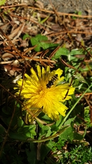 Melangyna viridiceps