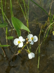 Sagittaria