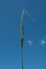Carex aquatilis