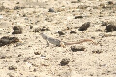 Dipsosaurus dorsalis