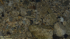 Nipponocypris