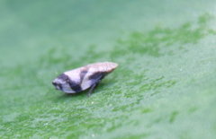 Lepyronia quadrangularis