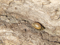 Succinea meridionalis