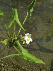 Sagittaria