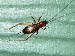 Phyllopalpus pulchellus
