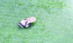 Lepyronia quadrangularis