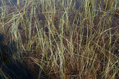 Carex aquatilis