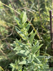 Symphyotrichum oblongifolium