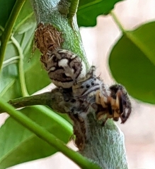 Phidippus carolinensis