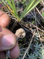 Antennaria parvifolia