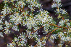 Hakea lissocarpha