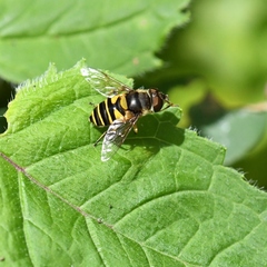 Eristalis transversa
