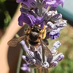 Anthidium manicatum