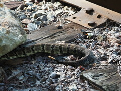 Crotalus horridus