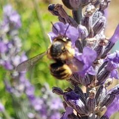 Anthidium manicatum