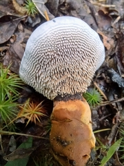 Hydnellum peckii