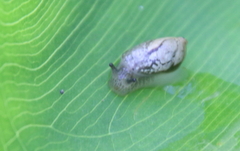 Succineidae