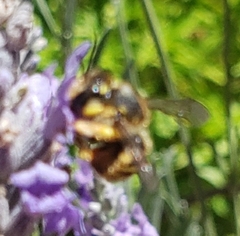 Anthidium manicatum