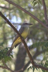 Tyrannus