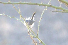 Polioptila