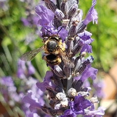 Anthidium manicatum