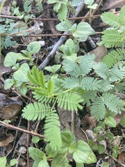 Desmanthus leptolobus