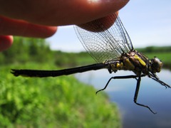 Phanogomphus descriptus