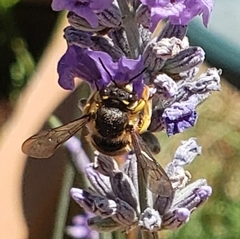 Anthidium manicatum