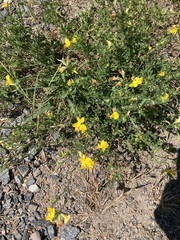 Lotus corniculatus
