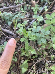 Desmanthus leptolobus