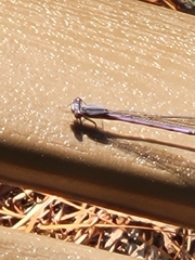 Argia fumipennis