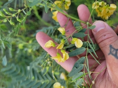 Sesbania drummondii