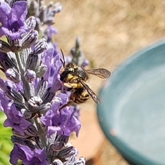 Anthidium manicatum