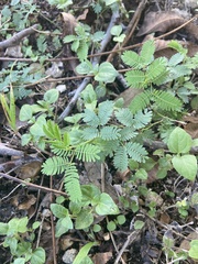 Desmanthus leptolobus